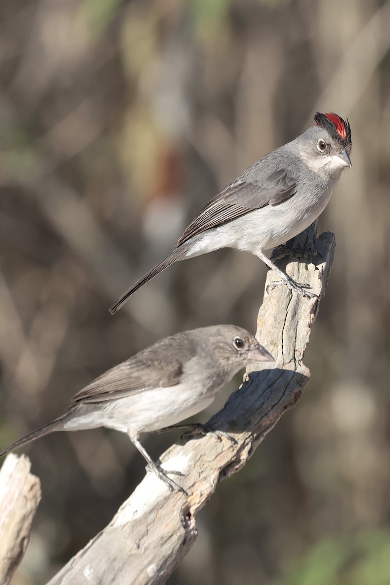 Pileated Finch - ML643152585