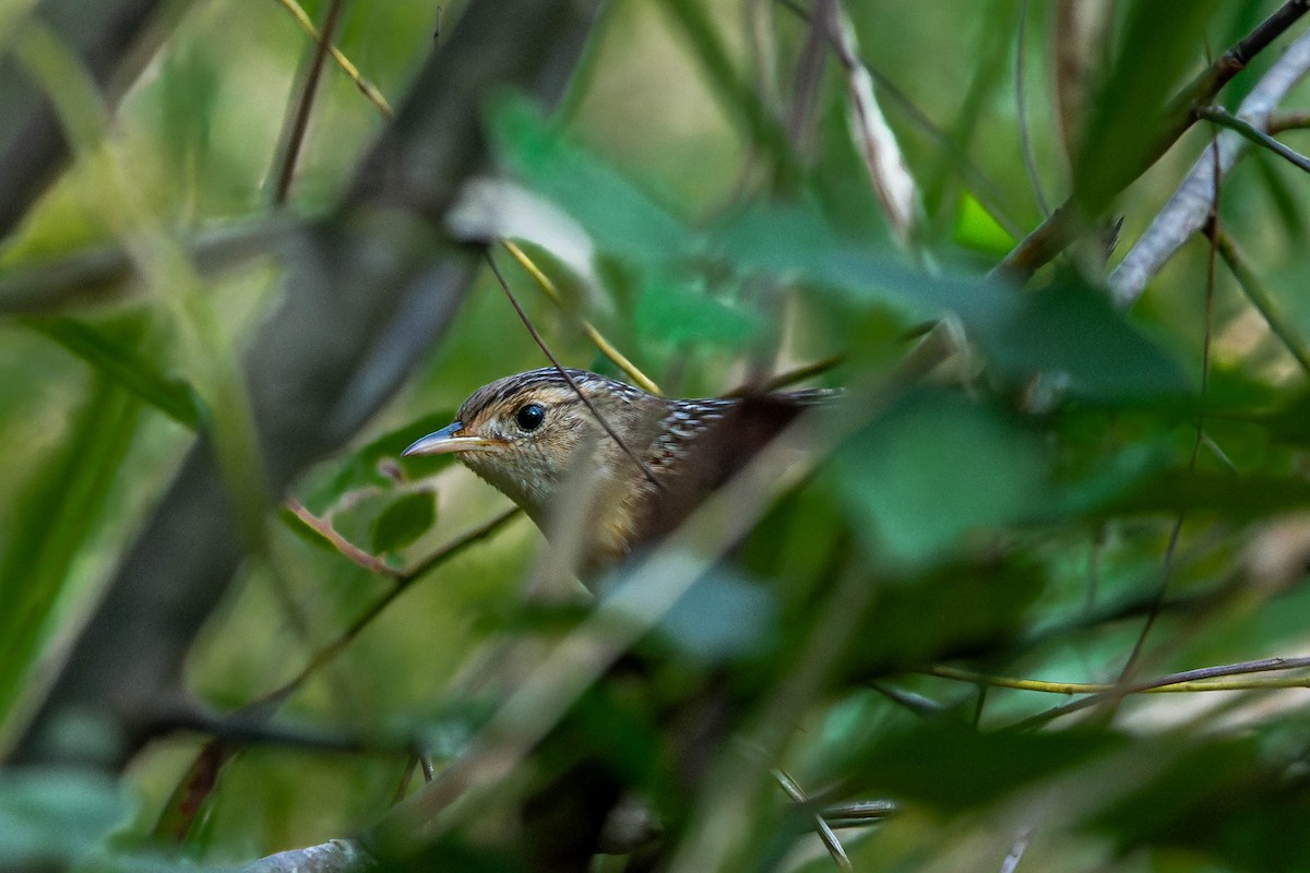 Sedge Wren - ML643152596