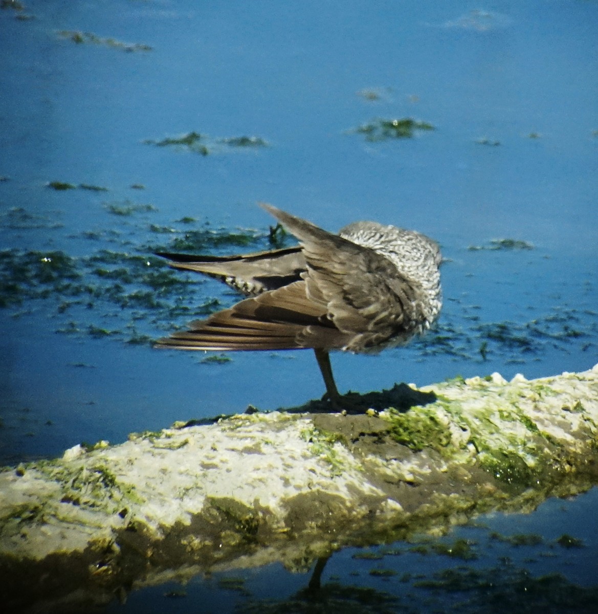 Wanderwasserläufer - ML64315261