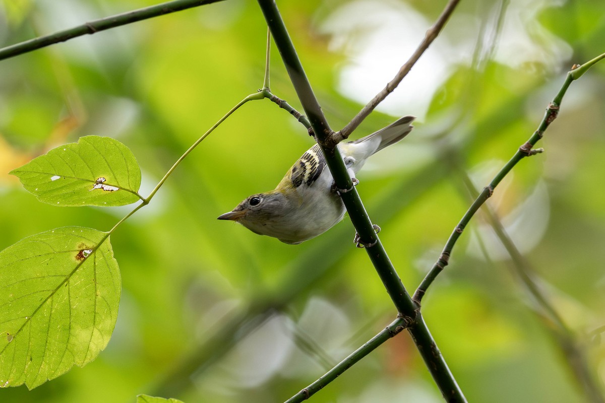 Chestnut-sided Warbler - ML643152616