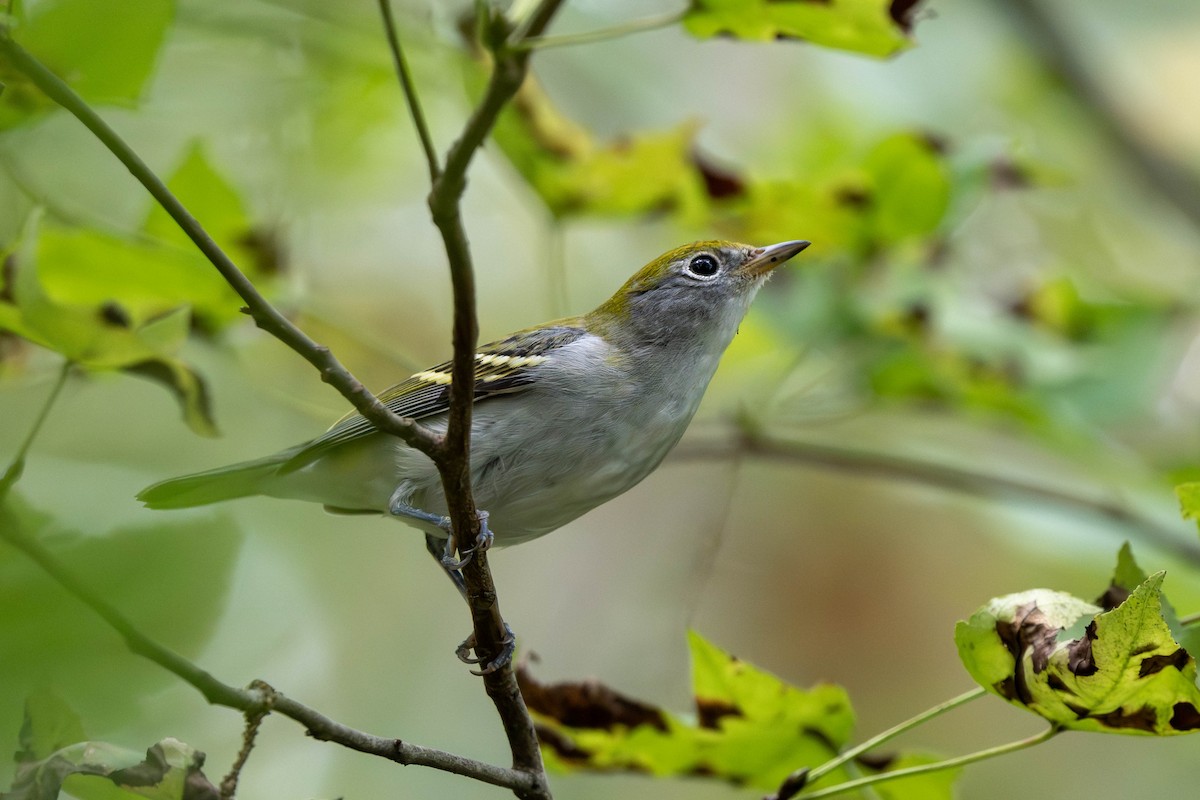 Chestnut-sided Warbler - ML643152617