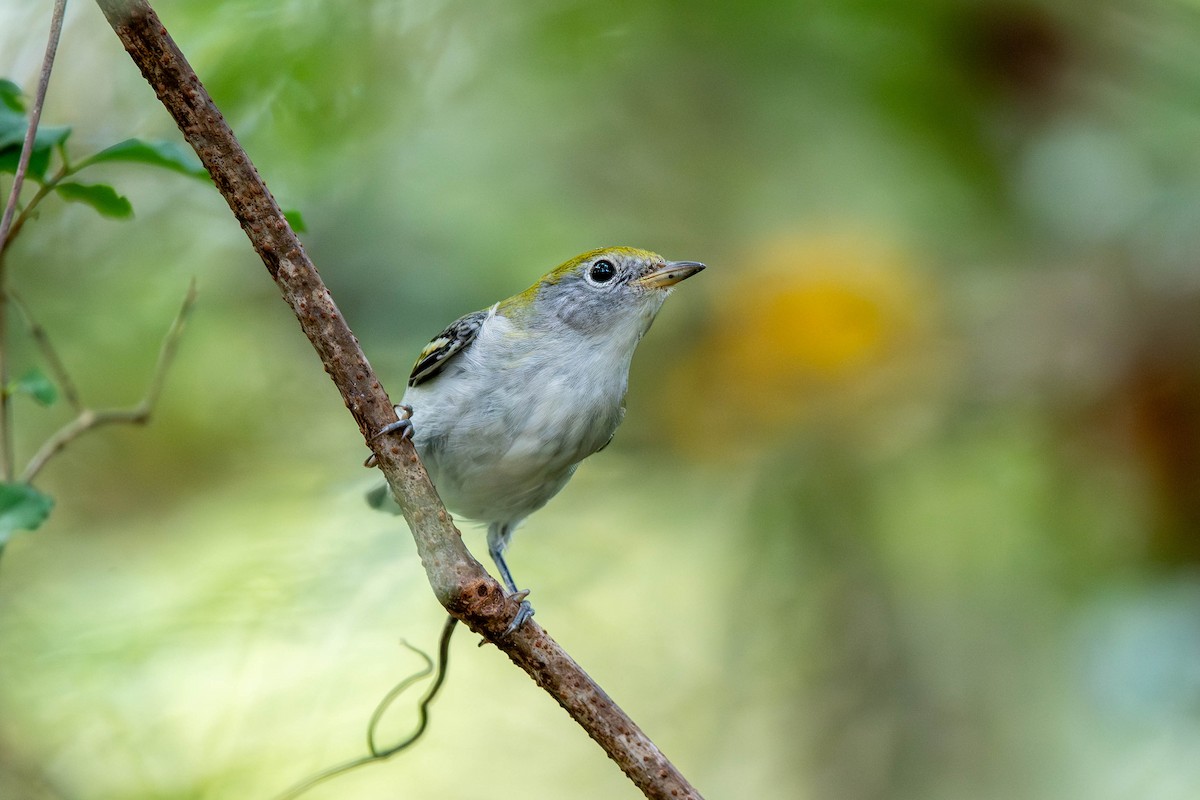 Chestnut-sided Warbler - ML643152618