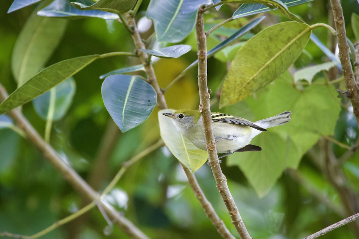 Chestnut-sided Warbler - ML643152620