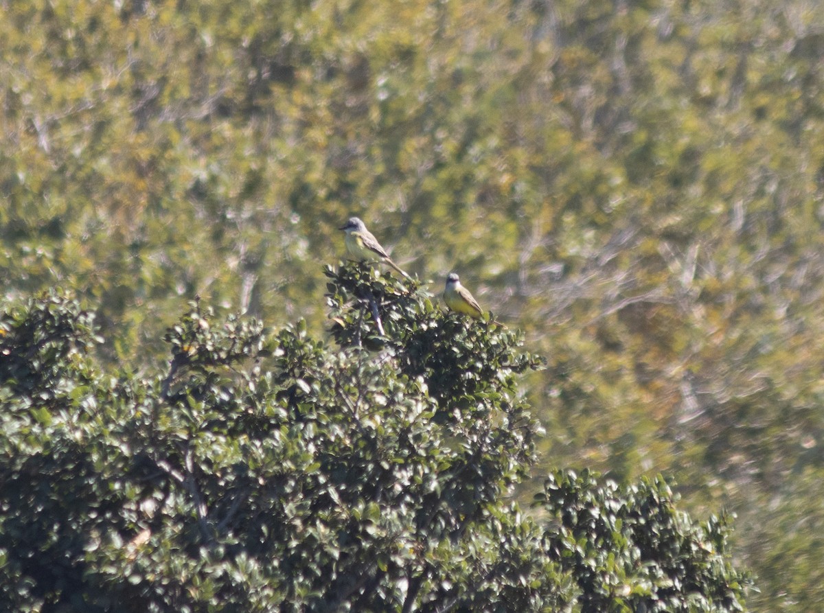 Tropical Kingbird - ML643152624