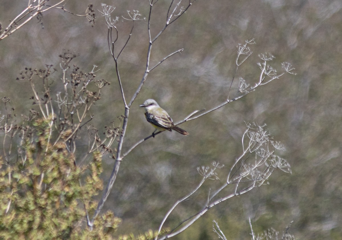 Tropical Kingbird - ML643152625