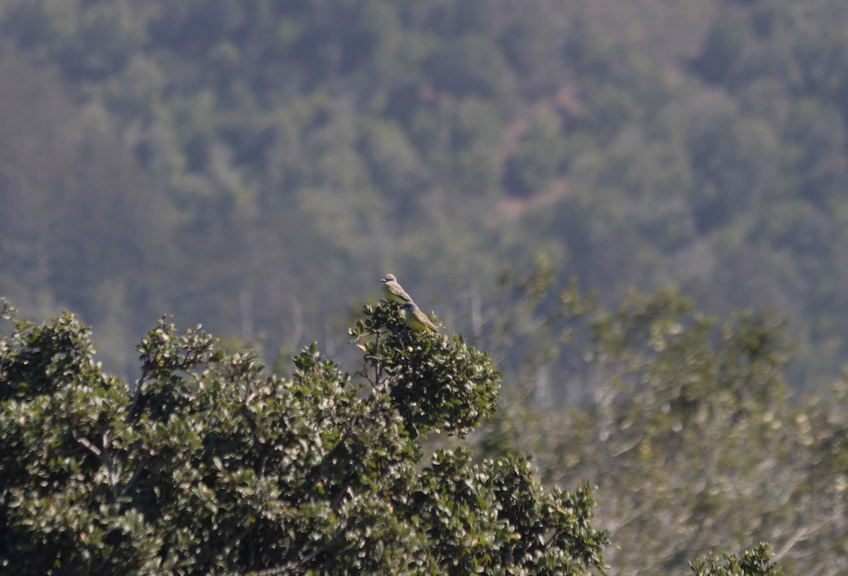 Tropical Kingbird - ML643152627