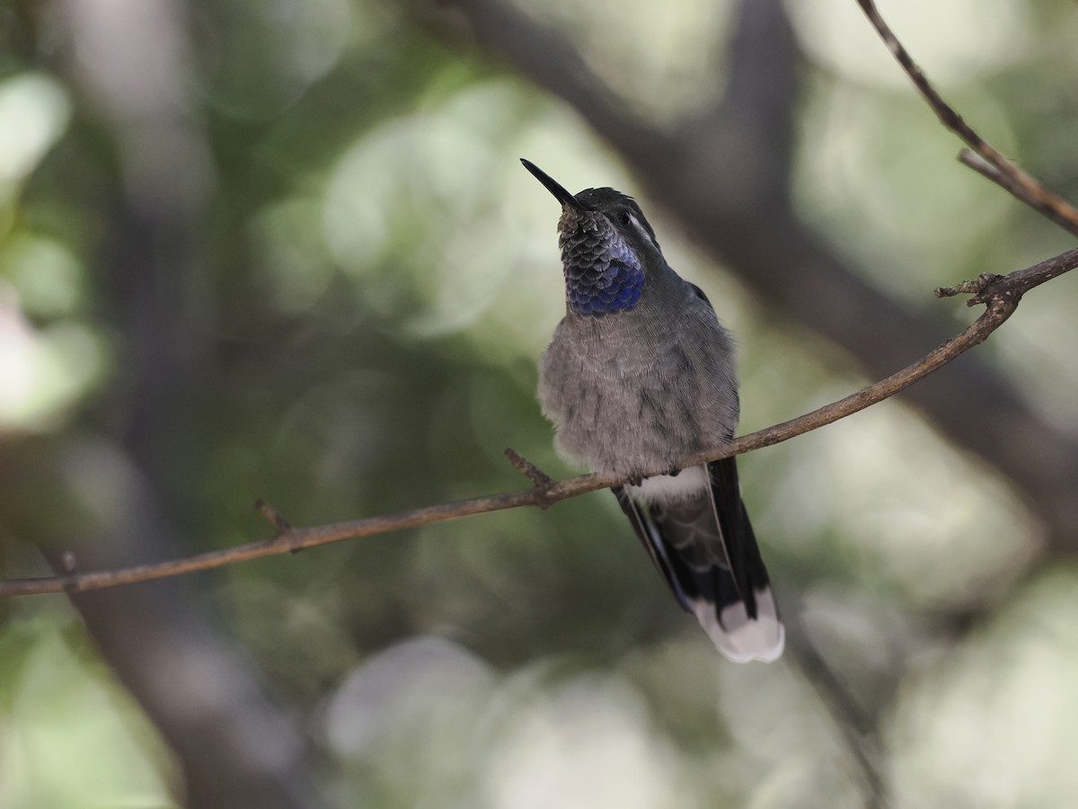 Blue-throated Mountain-gem - ML643152632