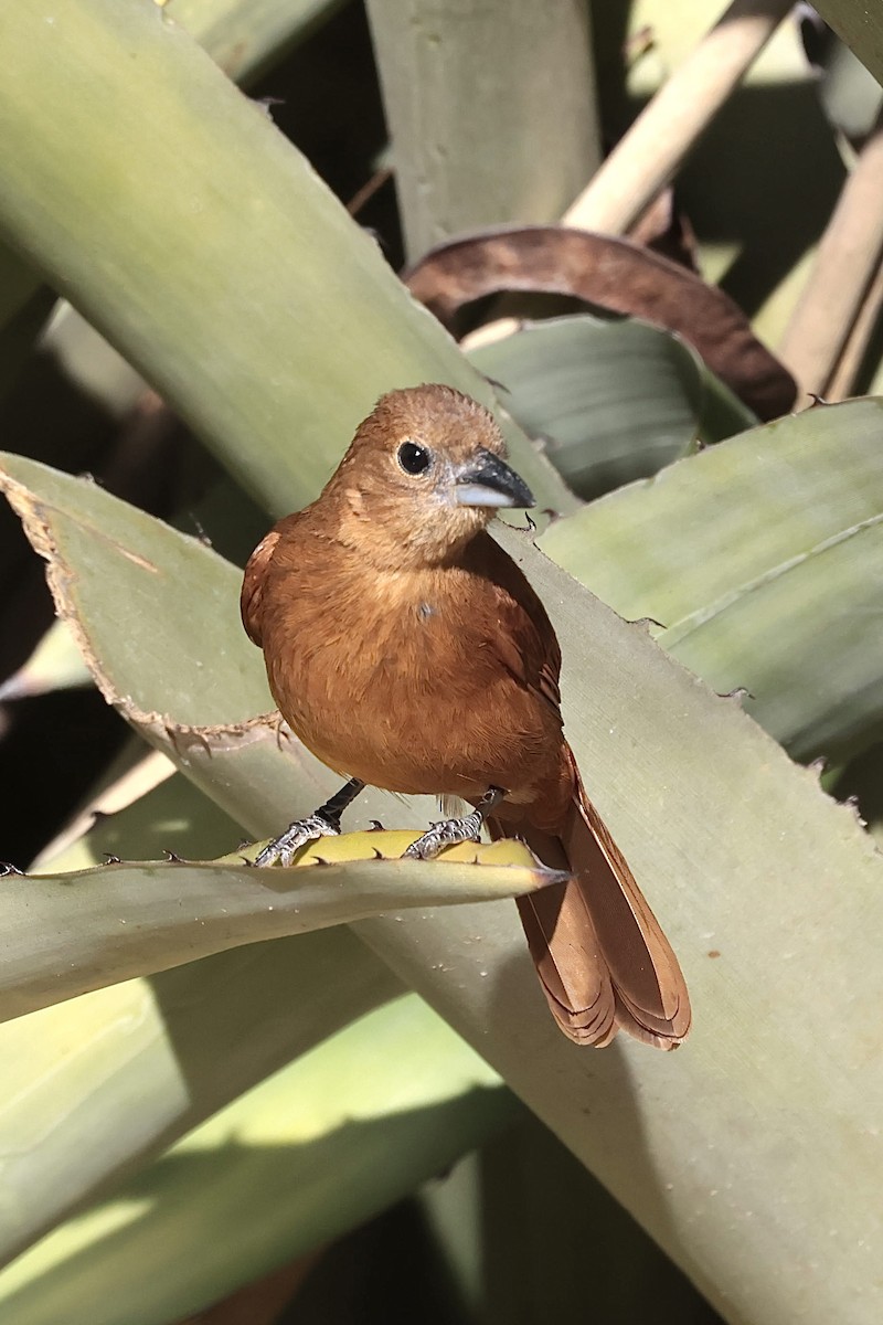 White-lined Tanager - ML643152637