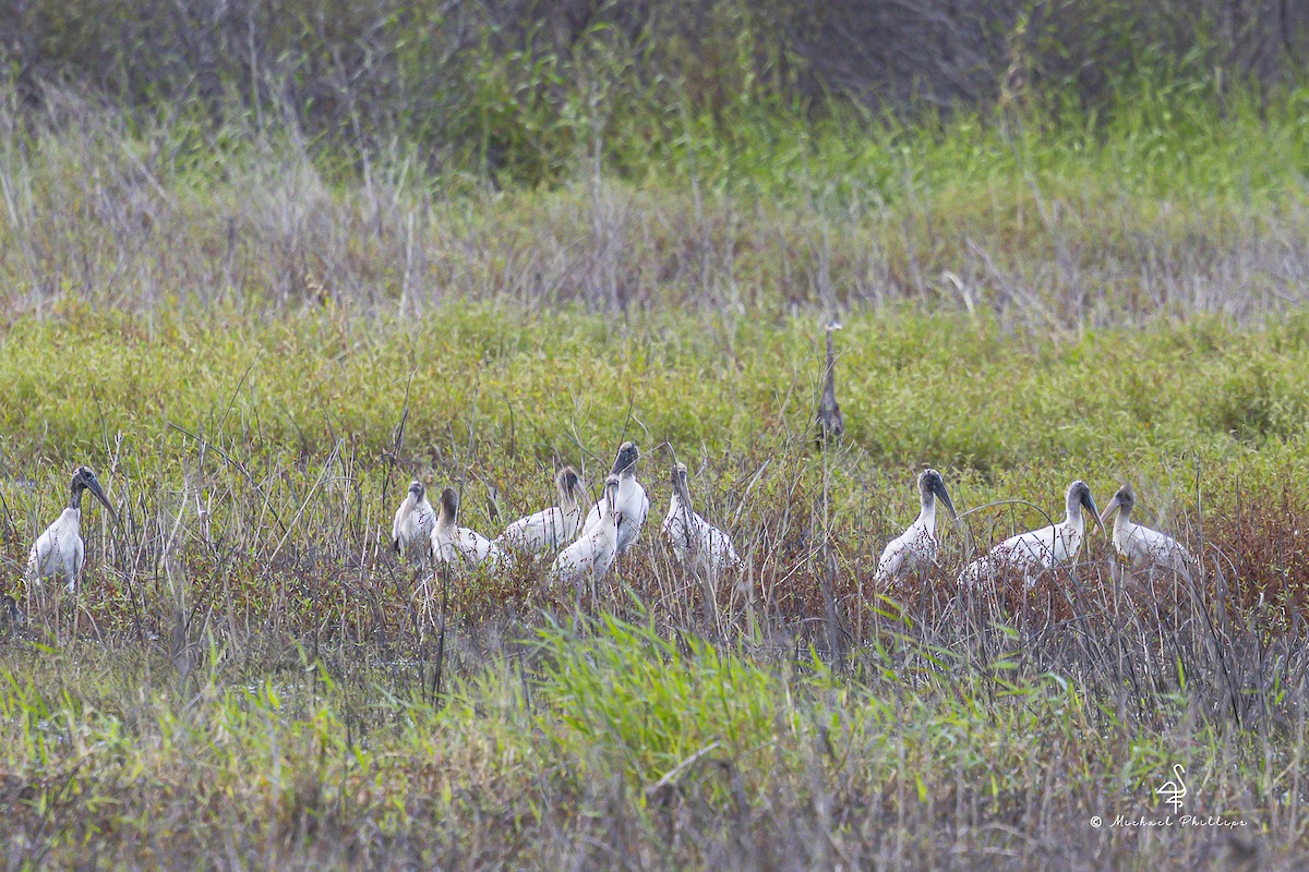 Wood Stork - ML643152672