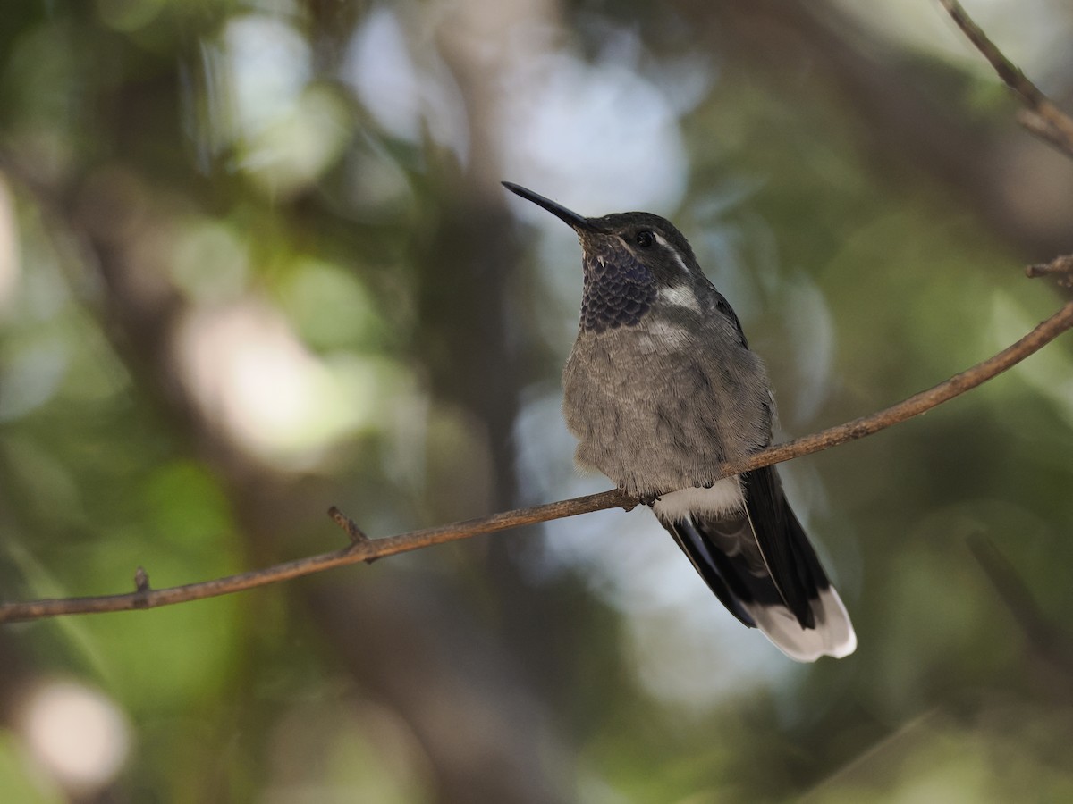 Blue-throated Mountain-gem - ML643152679