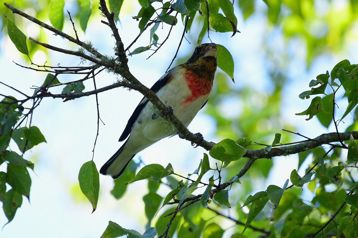 Rose-breasted Grosbeak - ML643152682