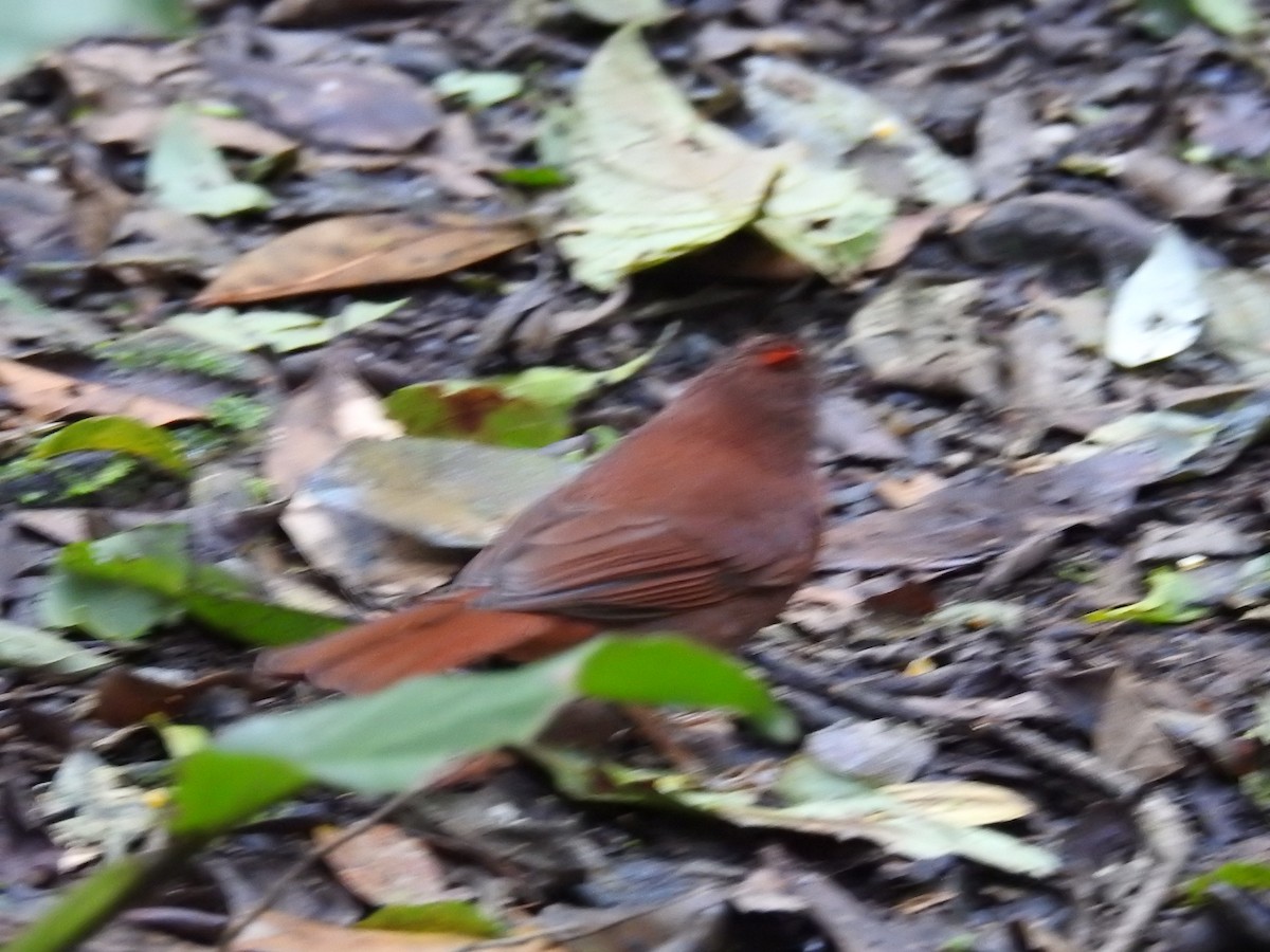 Red-crowned Ant-Tanager - ML643152683