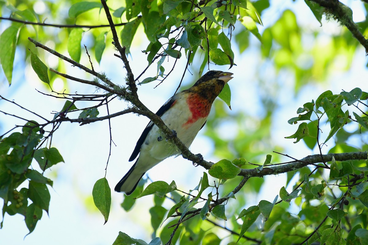 Rose-breasted Grosbeak - ML643152684