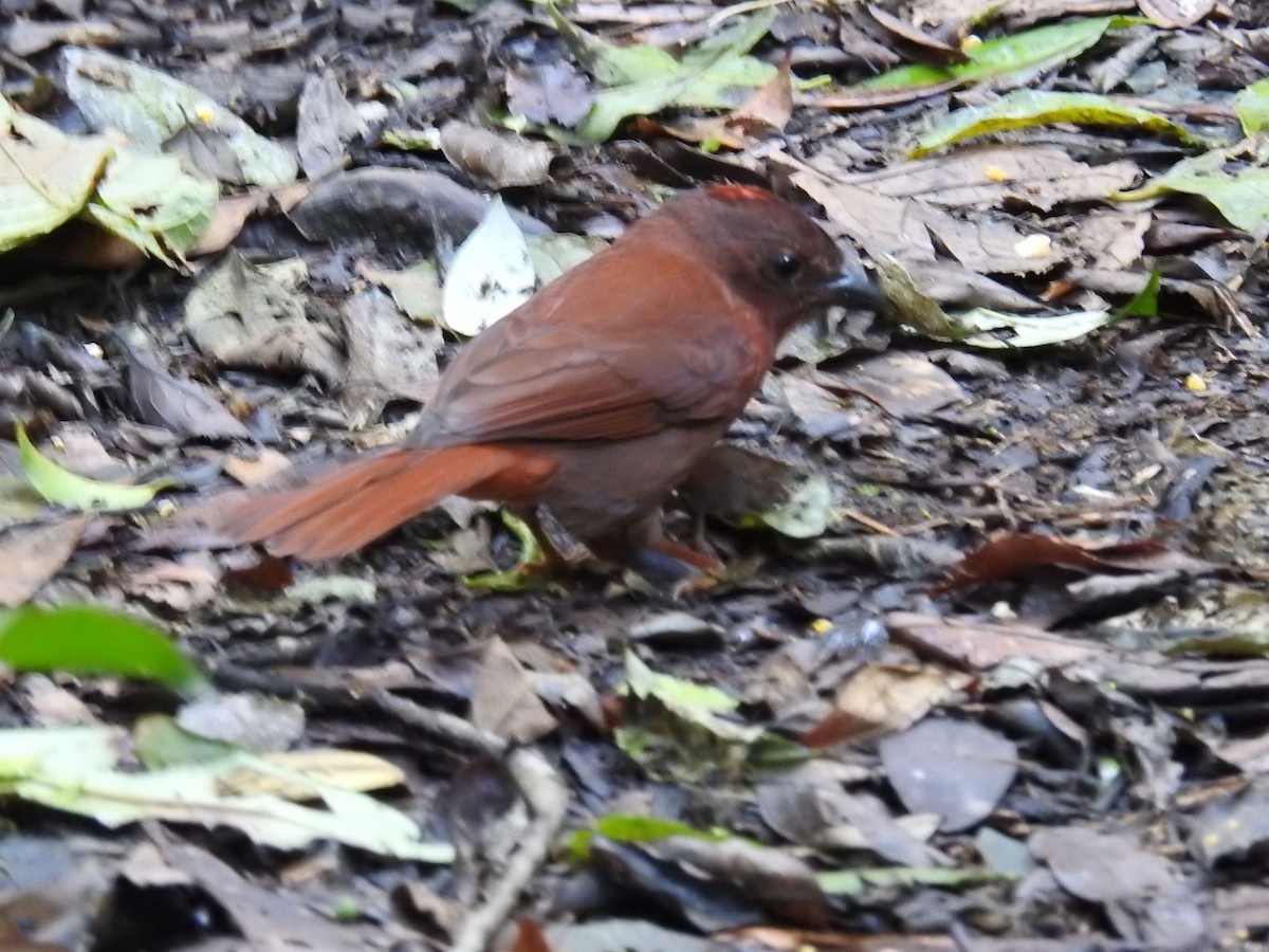Red-crowned Ant-Tanager - ML643152685