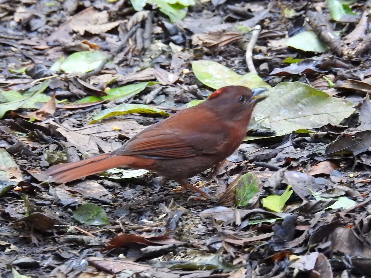 Red-crowned Ant-Tanager - ML643152686