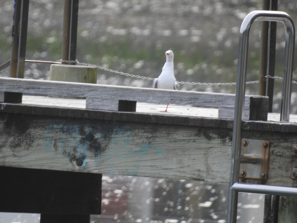 Silver Gull (Red-billed) - ML643152699