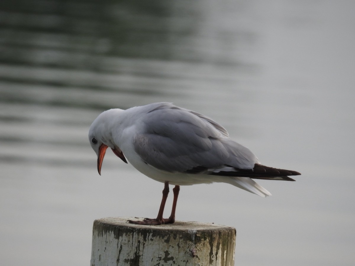 Silver Gull (Red-billed) - ML643152700