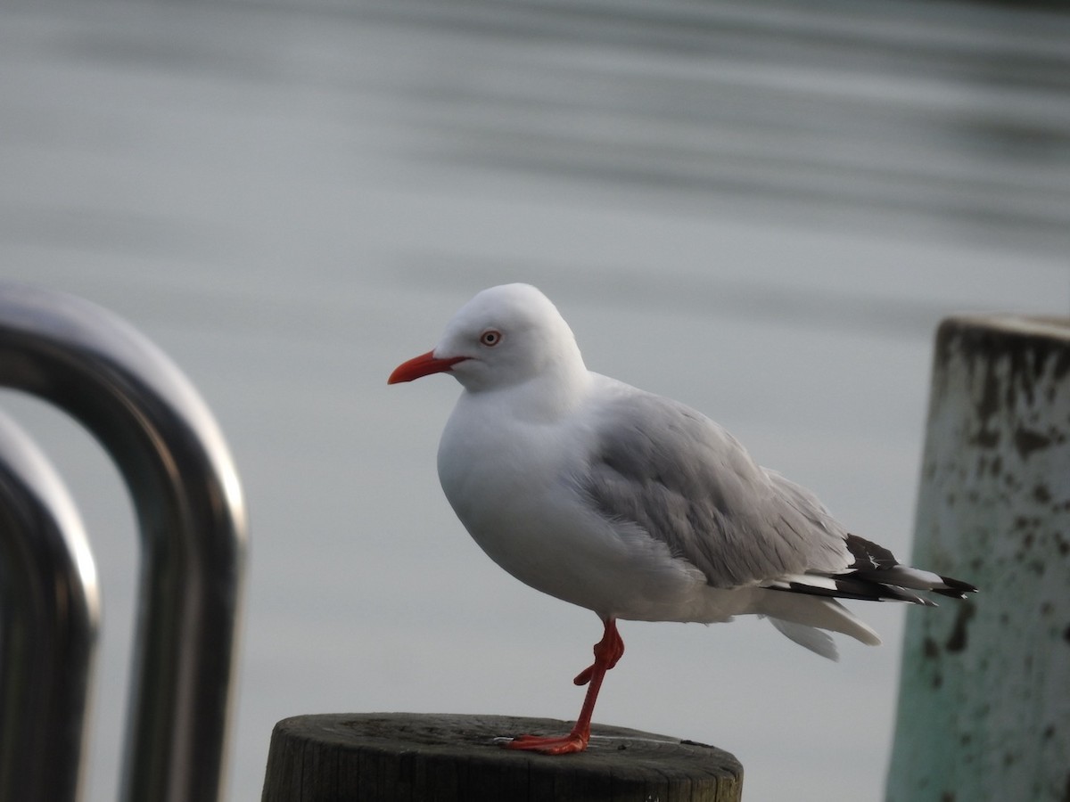 Silver Gull (Red-billed) - ML643152701
