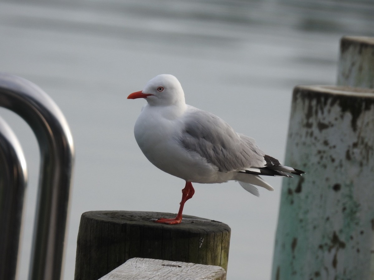 Silver Gull (Red-billed) - ML643152702