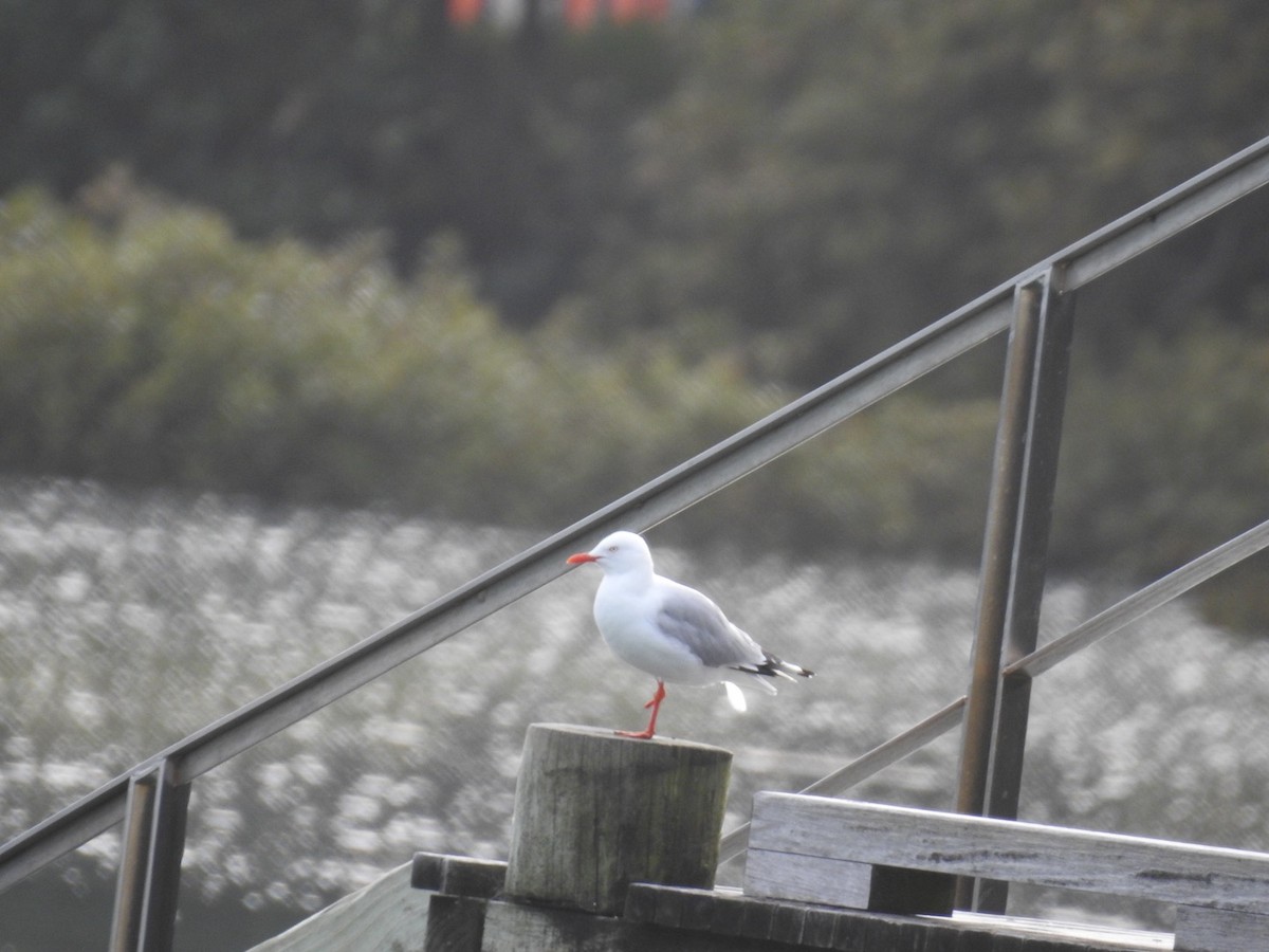 Silver Gull (Red-billed) - ML643152703