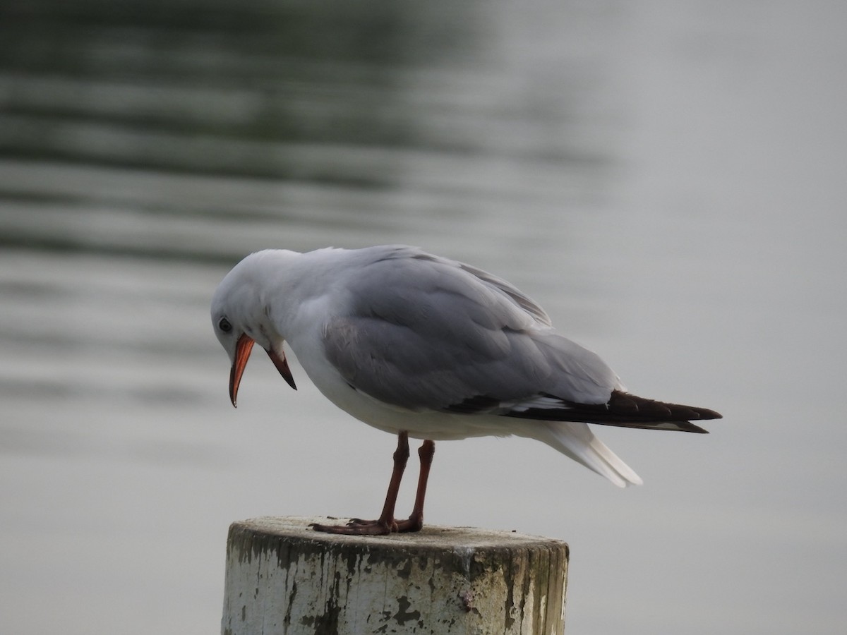 Silver Gull (Red-billed) - ML643152704