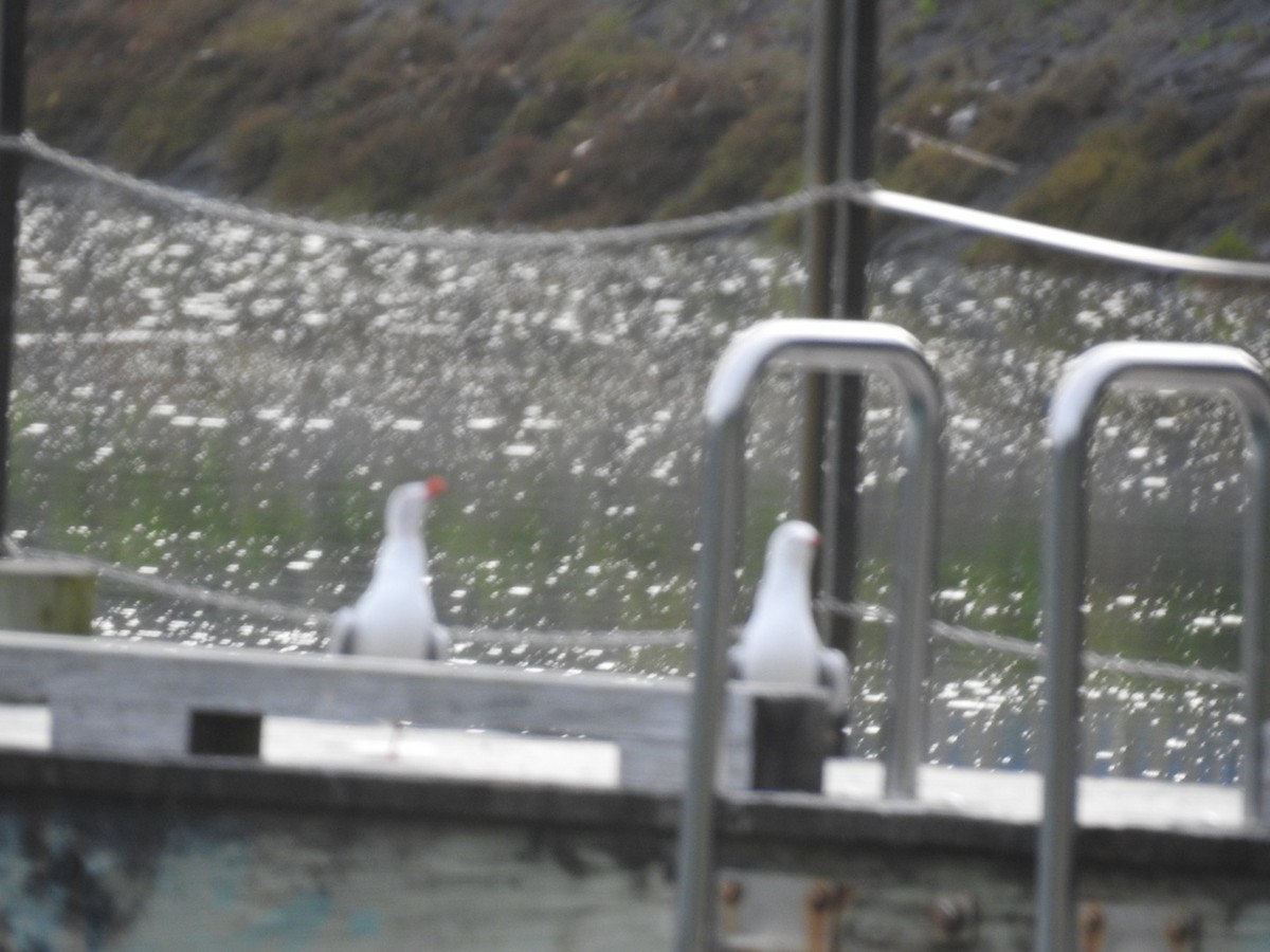 Silver Gull (Red-billed) - ML643152705