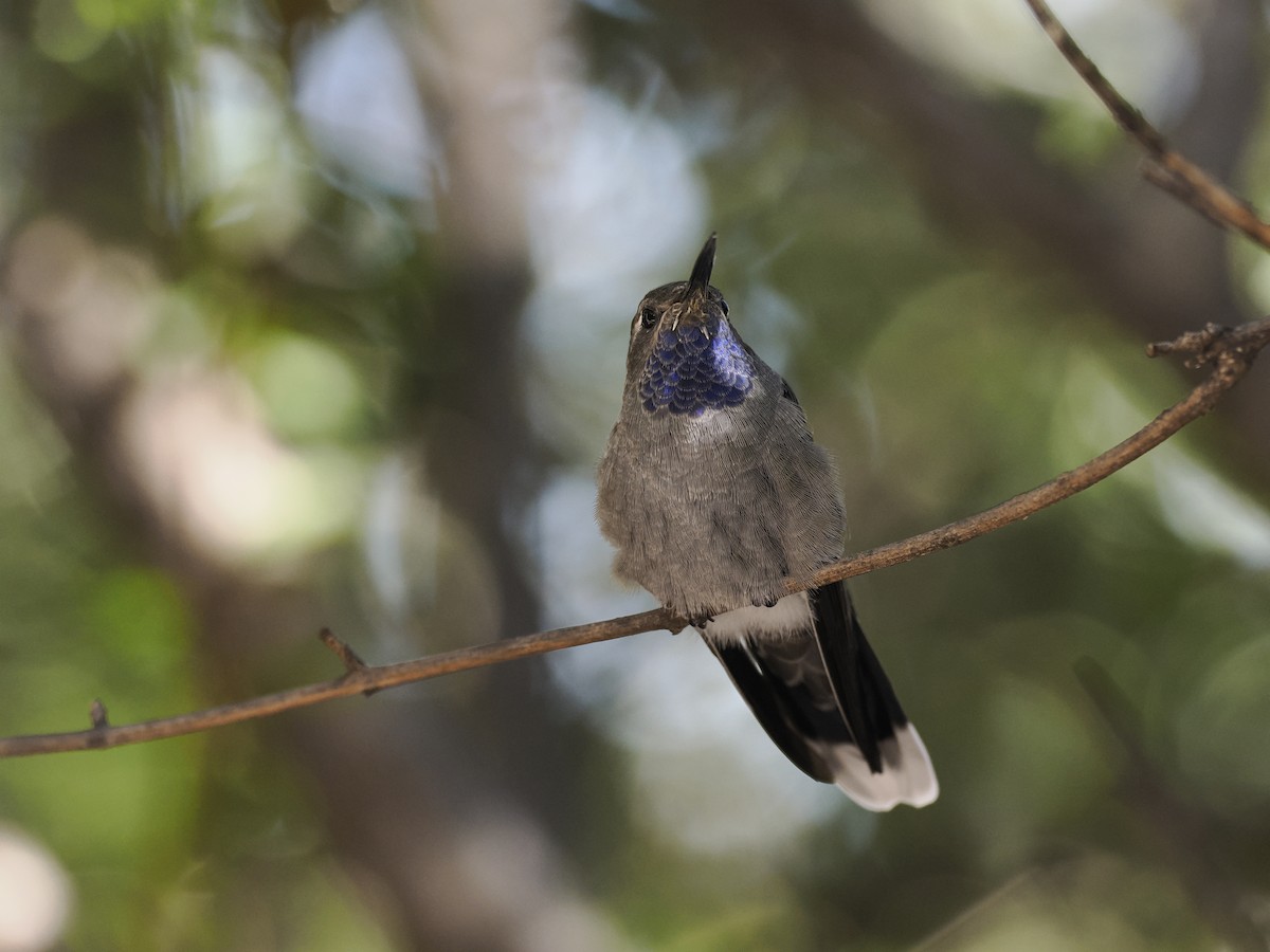 Blue-throated Mountain-gem - ML643152708