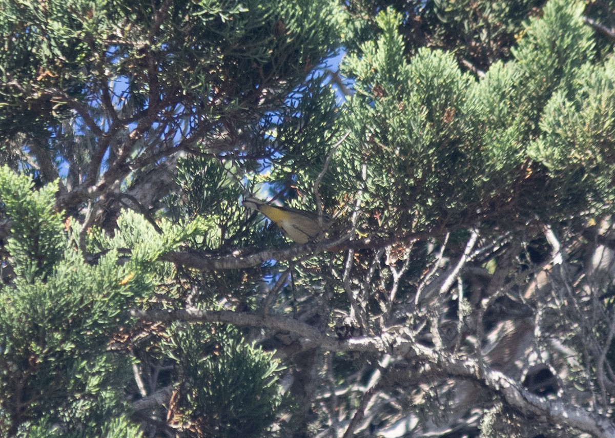 Palm Warbler (Western) - ML643152710