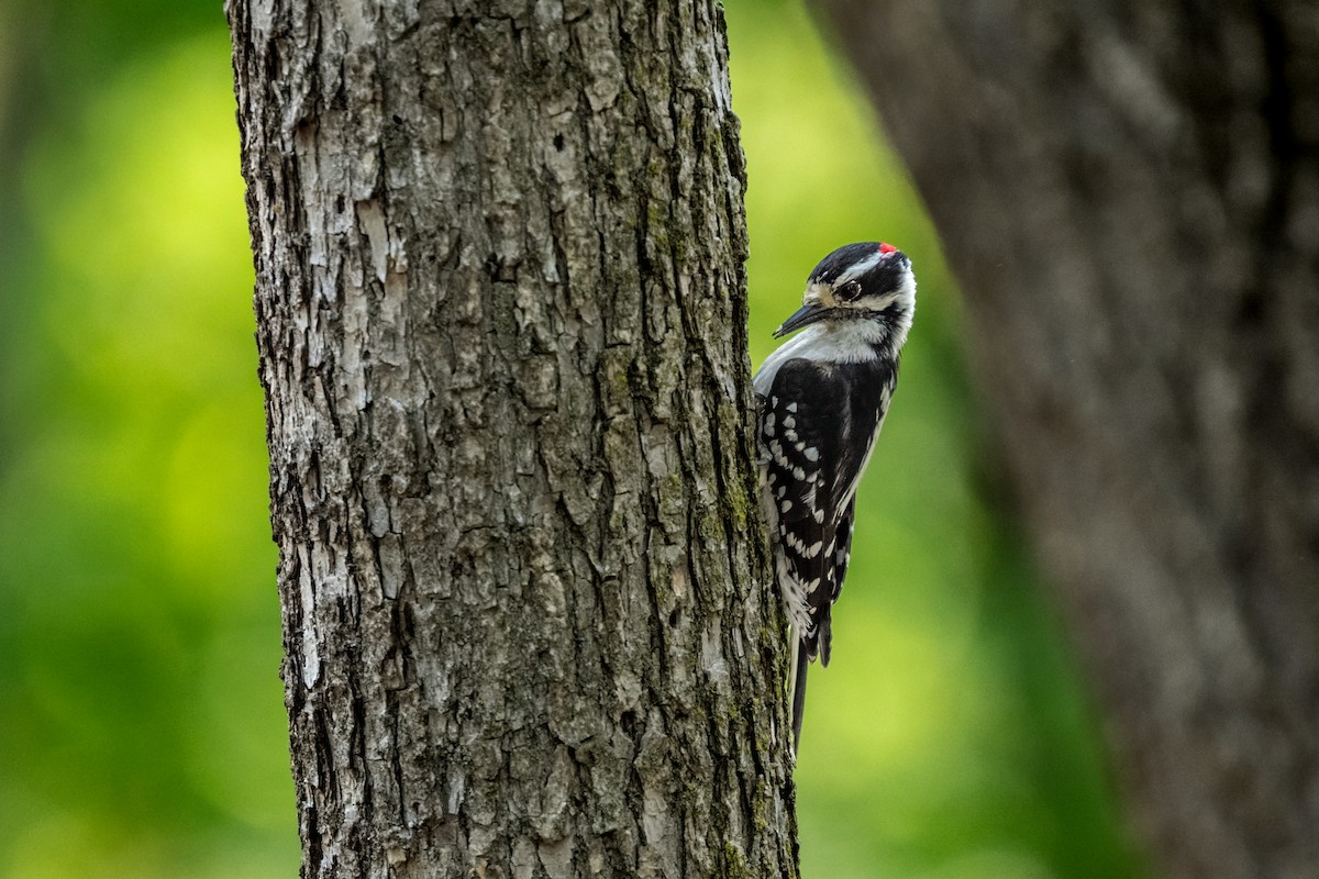 Downy Woodpecker - ML643152711