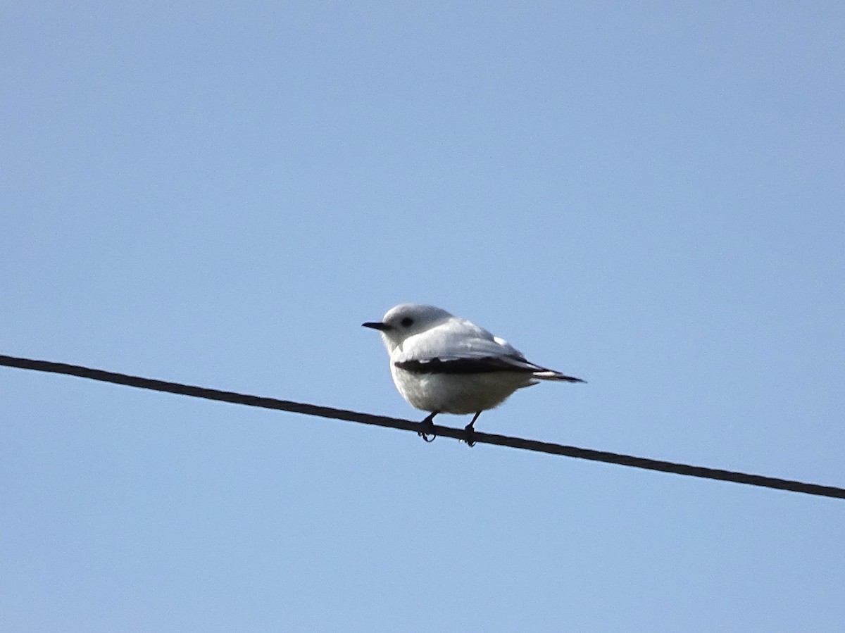 White Monjita - ML643152720