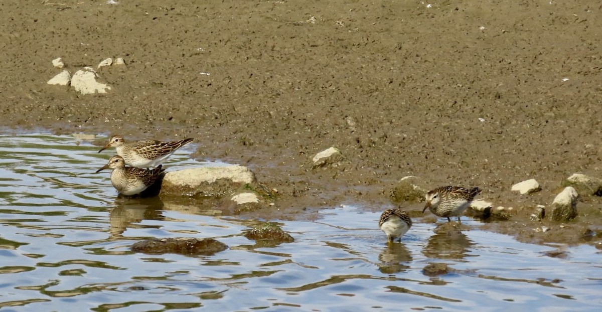 jespák skvrnitý - ML643152778