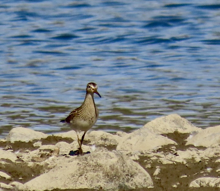 jespák skvrnitý - ML643152784