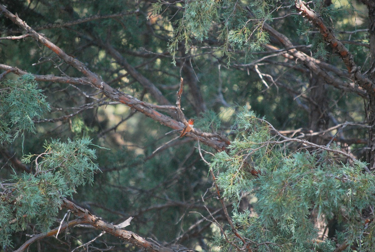 kalypta rezavolesklá - ML643152790