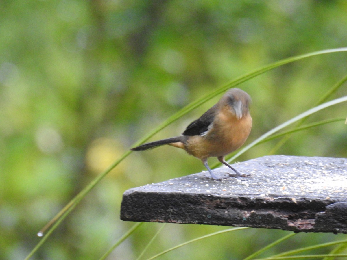 Black-goggled Tanager - ML643152794