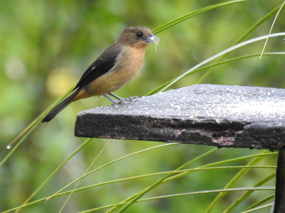 Black-goggled Tanager - ML643152796