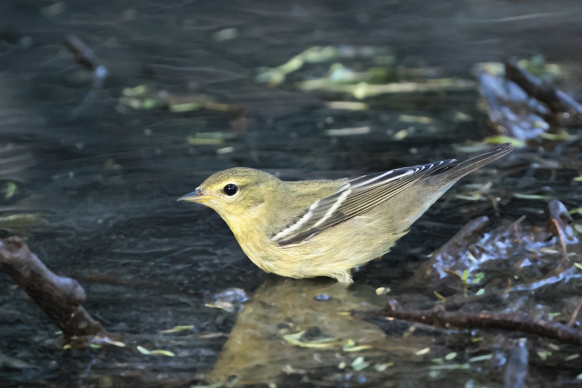 Blackpoll Warbler - ML643152818