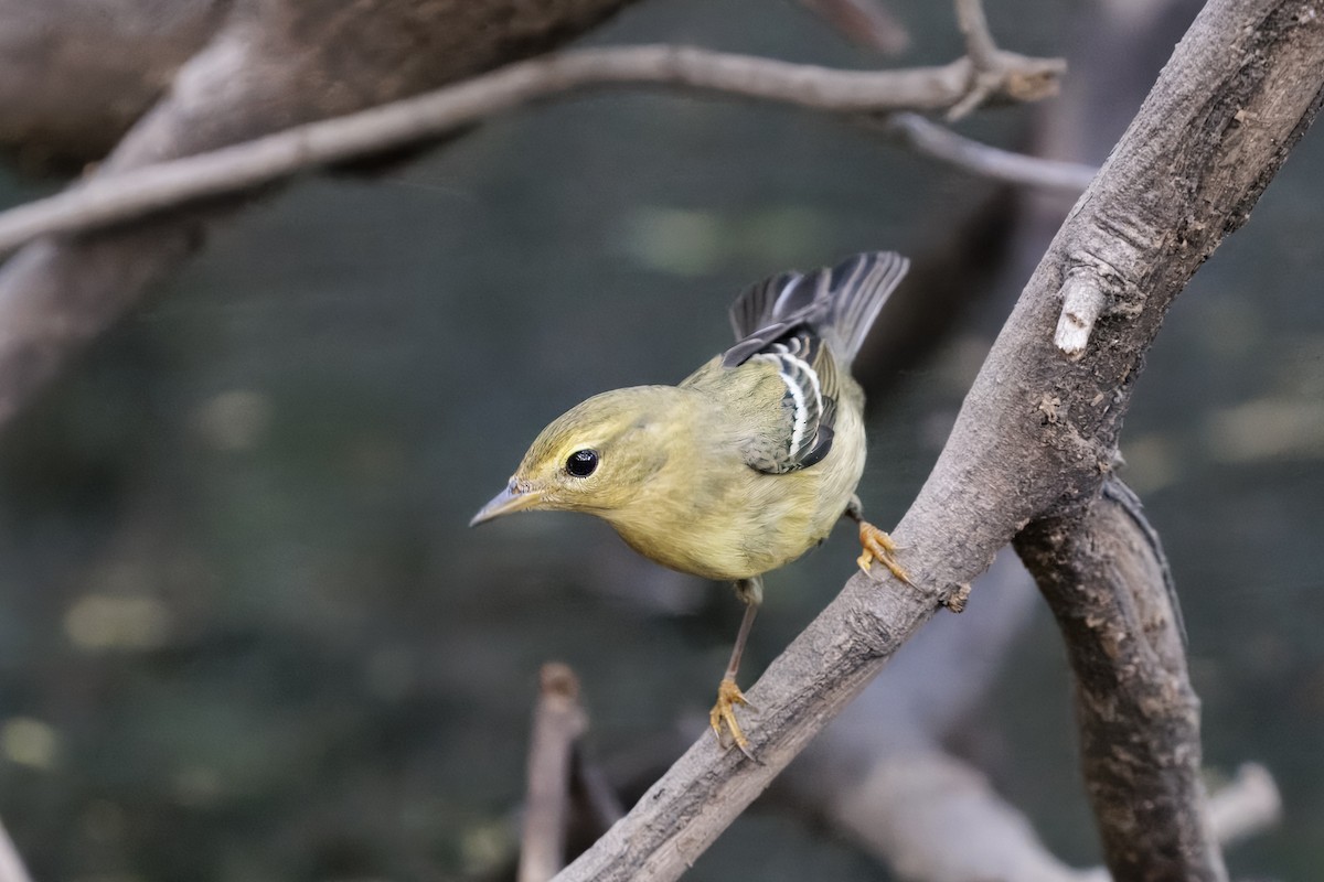 Blackpoll Warbler - ML643152826