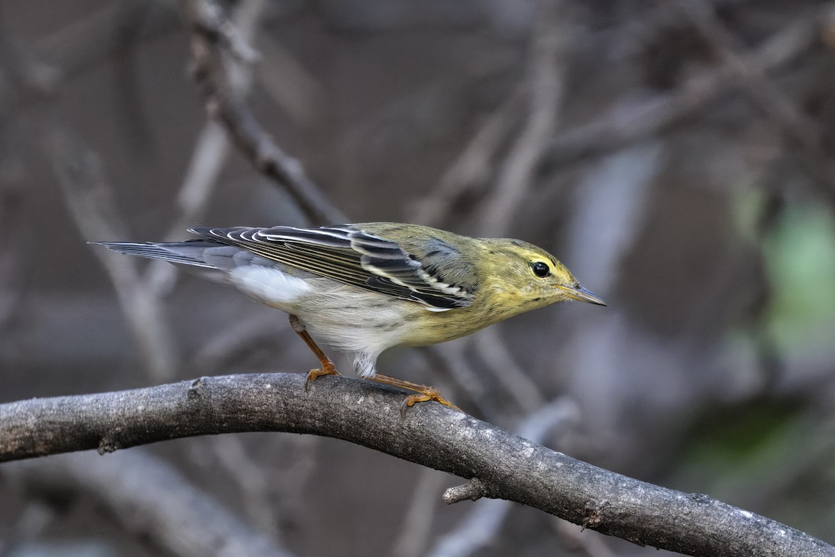 Blackpoll Warbler - ML643152828