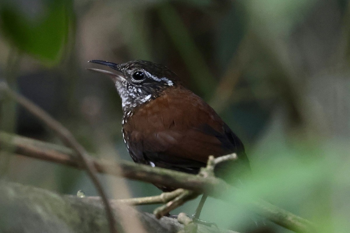 Sharp-tailed Streamcreeper - ML643152830