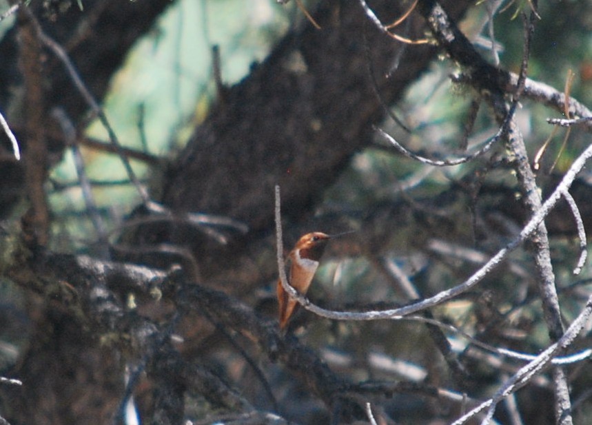 kalypta rezavolesklá - ML643152837