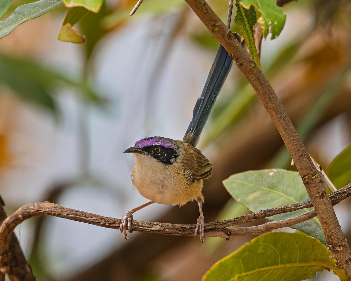Purple-crowned Fairywren - ML643152842