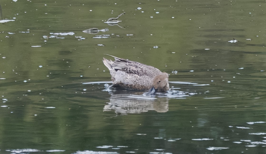 stjertand - ML643152872