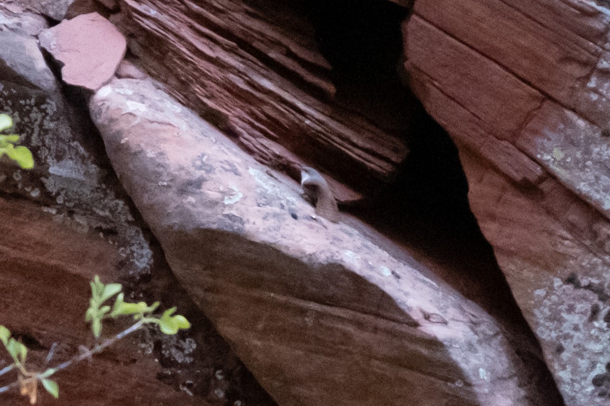 Canyon Wren - ML643152891
