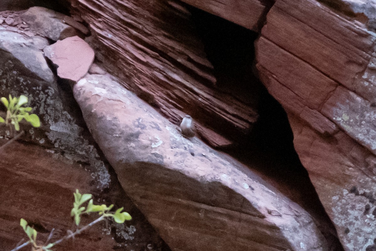 Canyon Wren - ML643152892