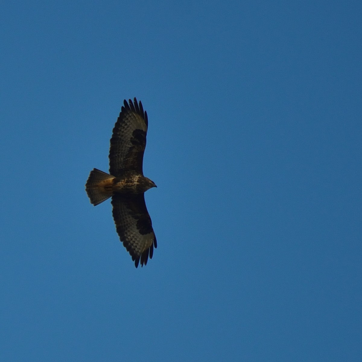 Common Buzzard - ML643152895