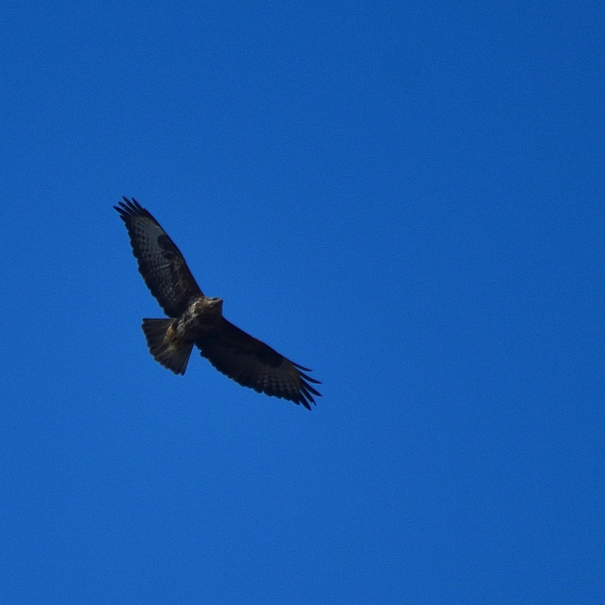 Common Buzzard - ML643152896
