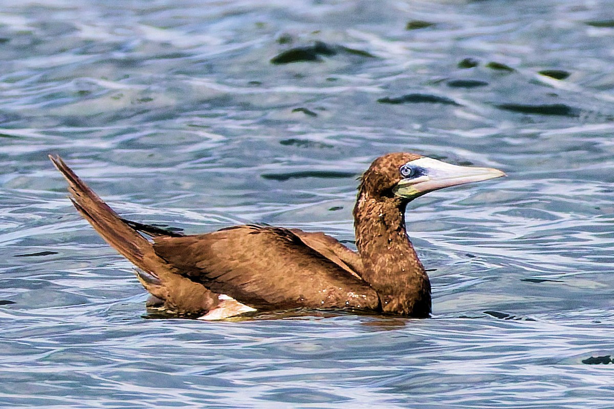 Brown Booby - ML643152898