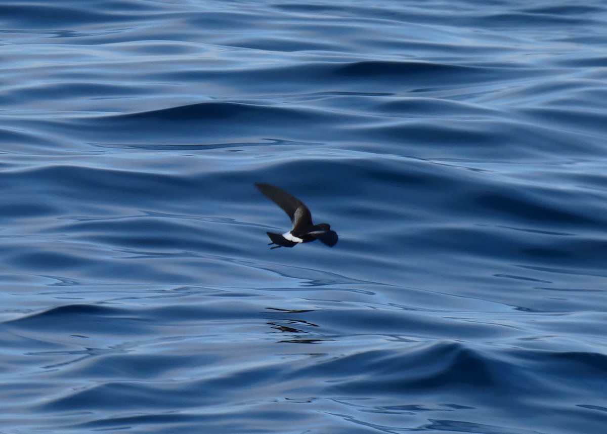 Wilson's Storm-Petrel - ML643152911
