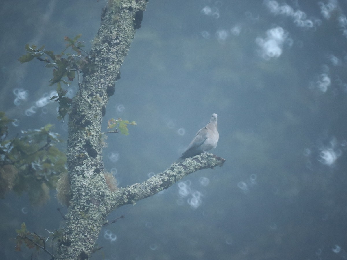 Eurasian Collared-Dove - ML643152947