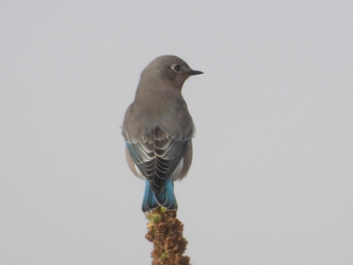 Mountain Bluebird - ML643152958